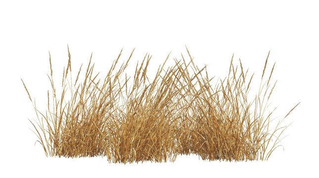 A tall yellow dry savannah grass plant isolated on a transparent png for digital landscape design compositing.