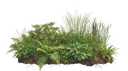 A dense leaf bush vegetation patch plant isolated on a transparent png for digital landscape design compositing. © AfsanaBinteSalam