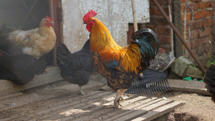 cock and hen © Роман Иванович