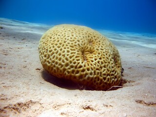 Close-up of stony hard coral (Favia stelligera) texture on a tropical reef in the Red Sea. © lilithlita
