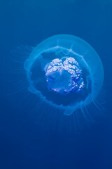 Moon jelly fish (Aurelia aurita). Taken at Red Sea © lilithlita