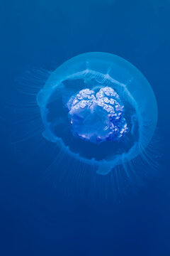 Moon jelly fish (Aurelia aurita). Taken at Red Sea