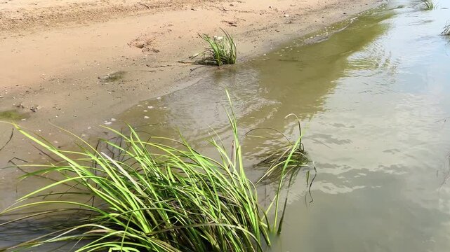 Tall glyceria maxima grass bends beside shallow water on sandy beach