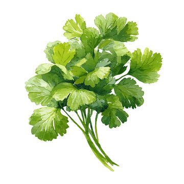 Watercolor clipart of Cilantro, isolated on white background