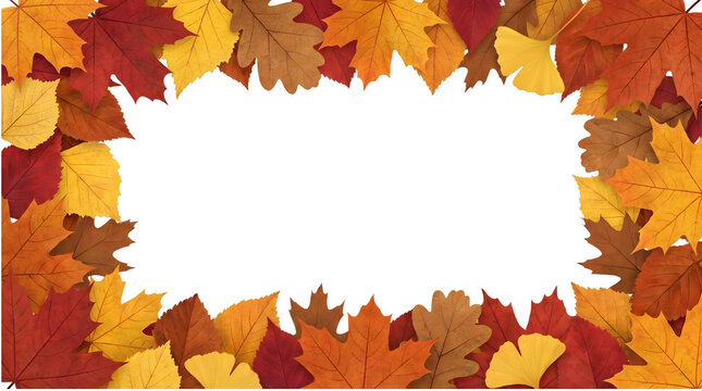 Colorful autumn leaves frame border design for thanksgiving day isolated on transparent background