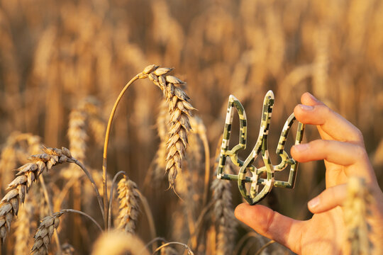 child's hand holds a trident, national symbol near ripe, golden stalks in a wheat field. Stop the war. Day of Defenders of Ukraine. Independence Day. Glory to Ukraine. Protect the grain harvest