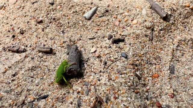 Green shield bug nymph crawls across coarse sand and driftwood debris
