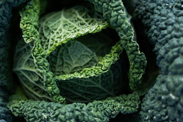 Fototapeta premium green Savoy cabbage head close up