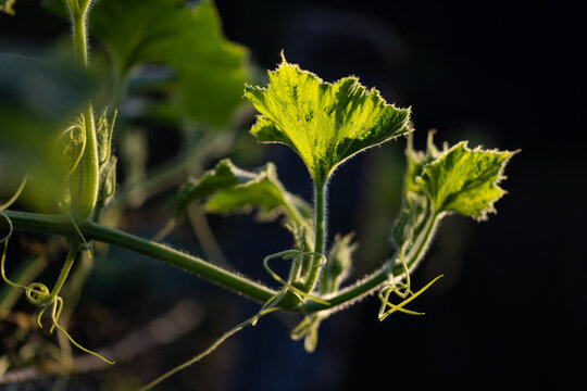 squash leaves in organic garden