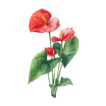 Detailed watercolor painting of Anthurium, isolated on white background