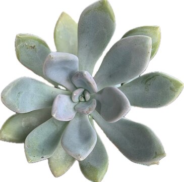 Succulents (particularly *Echeveria* or plants with leaves arranged in a rosette formation resembling a rose).
