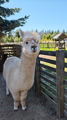 Llama © Katherine