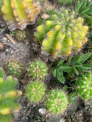 cactus in the garden © Thitiwat