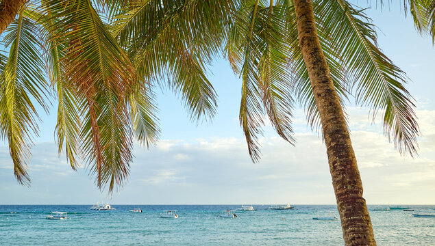 Coconut palms on the beach, Philippines.
