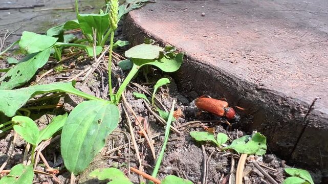 Red brown longhorn beetle crawls beside a weathered stump among green plants
