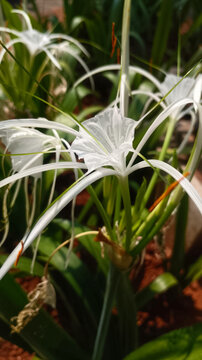 Delicate white petals unfurl gracefully