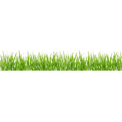 Obraz premium Vibrant green grass border, fresh spring lawn blades in a horizontal row, lush summer meadow turf for landscaping and garden design isolated PNG with Transparent Background