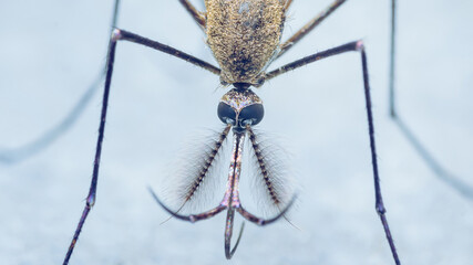 Mosquito head showing proboscis and compound eyes © Pawich Sattalerd
