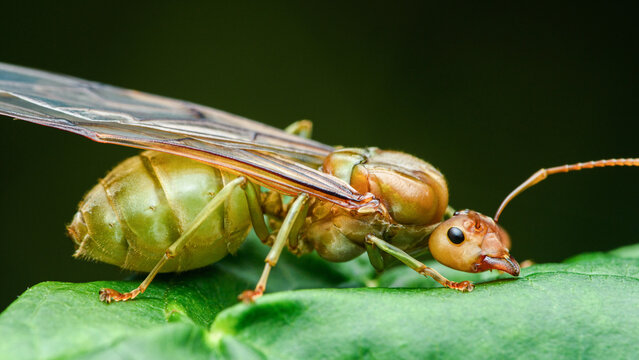 Winged queen weaver ant on a green leaf