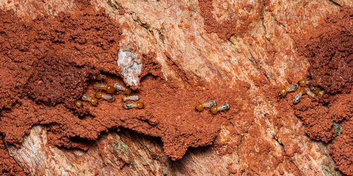 Termite colony building mud shelter tubes on tree bark