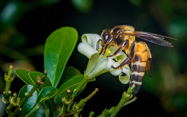 Honeybee pollinating small white flower gathering nectar © Pawich Sattalerd