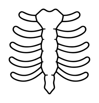 Minimalist black outline vector icon illustration of human ribcage and sternum anatomy, hand-traced skeletal thorax symbol on transparent background for medical and educational design