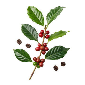 Coffee Plant Branch with Red Cherries Green Leaves and Roasted Beans for Plantation Agriculture and Roastery Logo