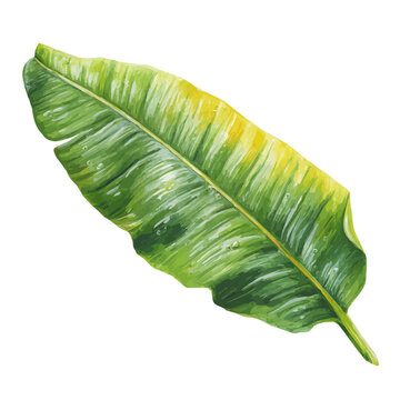 Detailed watercolor painting of Banana Leaf, isolated on white background