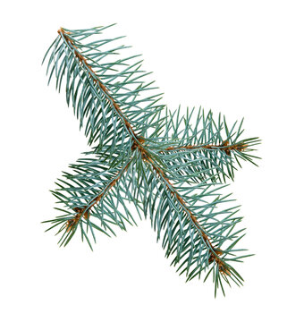 Pine tree branch with green needles lying on a white background