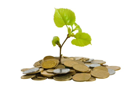 Growth emerges from coins with a small plant on top, showing life and value at the same time