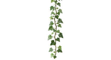Vertical climbing green ivy vine plant with leaves isolated on a black background © Jurairat