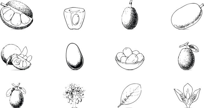 Jackfruit Vector Collection &ndash; Hand Drawn Line Art Jackfruit Fruit, Seeds, Tree, Leaf and Flower Botanical Illustration Set