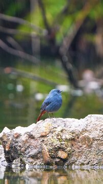Close up of a beautiful wild plump blue bird perched on a rock by the water during the rain with a peaceful natural forest background.