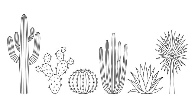 Set of isolated cactus and succulent outlines, black line art botanical drawings for desert landscaping, floral garden decoration, interior design