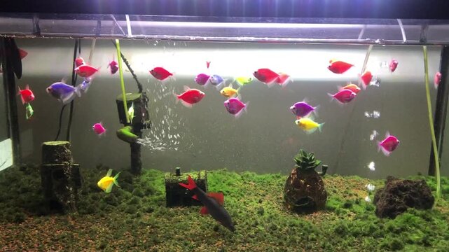A beautiful home aquarium filled with colorful glowing tetra fish swimming in water.