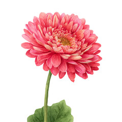 Obraz premium Gerbera Daisy, watercolor design element isolated on white background