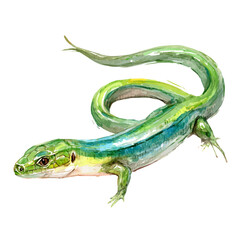 Obraz premium Glass Lizard, realistic watercolor artwork on white background