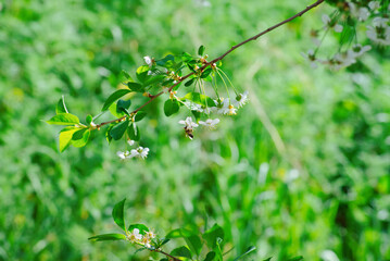Honey bee gathering pollen on white cherry blossom branch © Grigor