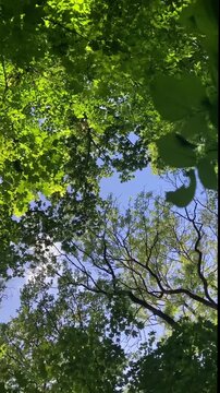 Moving under trees green leaves normal motion vertical