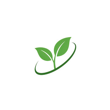 Green sprout with two leaves and curved stem on white background plant growth