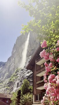Pink roses blooming with Staubbach Falls waterfall and traditional Swiss chalet in Lauterbrunnen, Switzerland