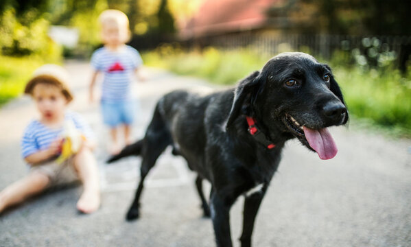 Portrait of panting black dog on the street
