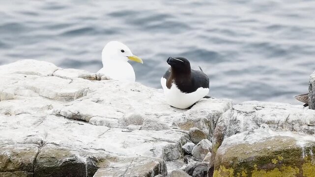 A razorbill (Alca torda) and a kittiwake (Rissa tridactyla) share a space on the edge of pale rocky sea cliffs, overlooking the grey ocean, in the Farne Islands. 