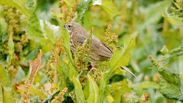 A meadow pipit (Anthus pratensis) perches amid lush, thick growing, green dock plants. The bird's plumage is of various shades of brown. It's breast is speckled a it's face striped in different shades