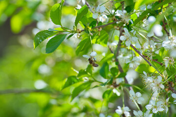 Honey bee working on white cherry blossom in spring garden © Grigor