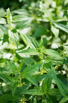 Close-up of stinging nettles growing in farm