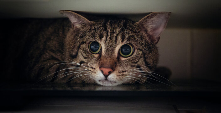 Portrait of tabby cat hiding under wardrobe