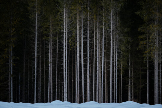 Germany, Bavaria, Kruen, Barmsee, forest