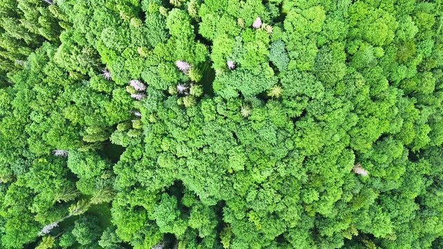 Drone view of the spring beech forests of the Carpathians of the Skole Beskydy Nature Reserve. Protected beech forests of Europe. The wild beech forest bursts in bright green color due to the coming.