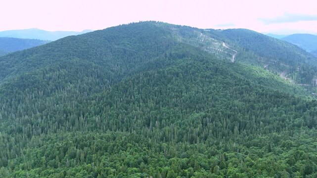 Drone view of the spring beech forests of the Carpathians in the Skole Beskydy Nature Reserve. Protected beech forests of Europe. View of the completely forested areas of the spring Carpathians.